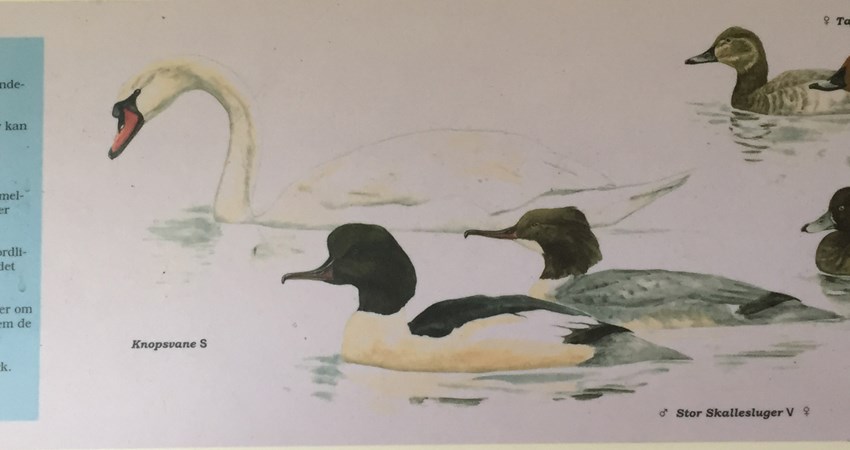 Havdrup mose fugleskitse1.JPG