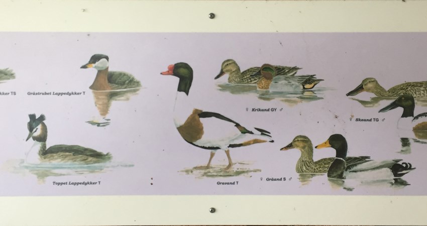 Havdrup mose fugleskitse3.JPG